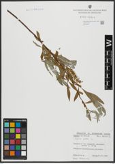 Foto von Salix alba L.